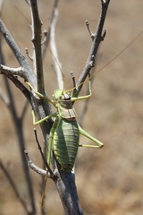 Ephippiger apulus apulus