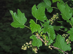 Ribes spicatum