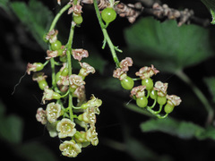 Ribes spicatum
