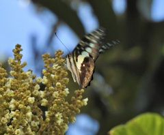 Graphium macfarlanei