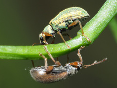Polydrusus pterygomalis