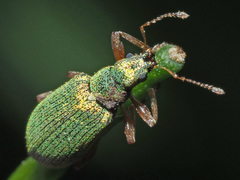 Polydrusus pterygomalis