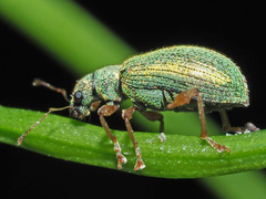 Polydrusus pterygomalis
