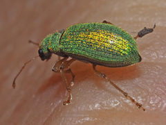 Polydrusus pterygomalis