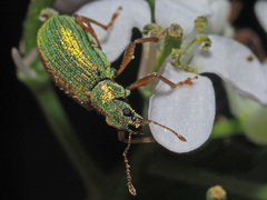 Polydrusus pterygomalis