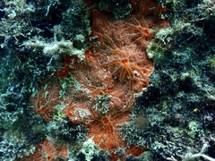 Clathria mima