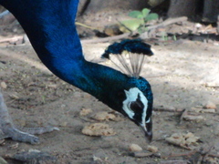 Pavo cristatus