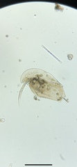 Chydoridae
