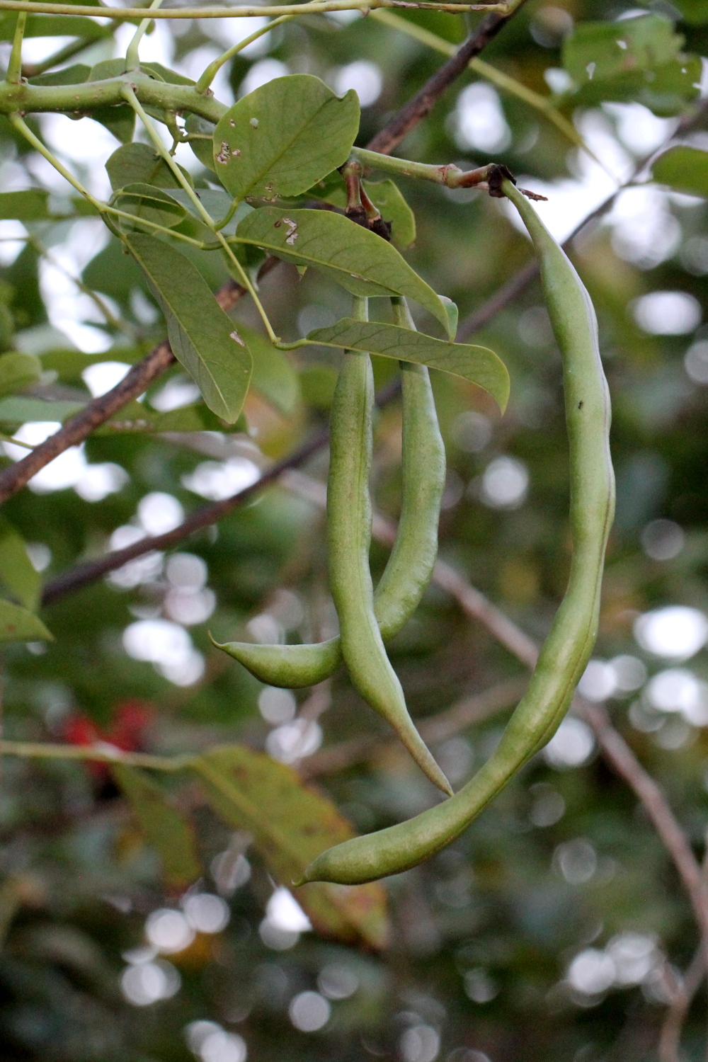 Colorín de Seda (Erythrina crista-galli) · Natusfera