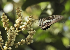 Graphium macfarlanei