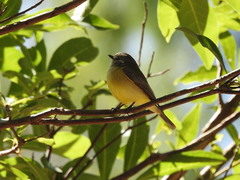 Microeca flavigaster