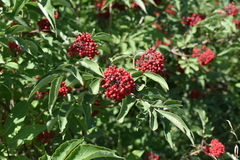 Sambucus sibirica