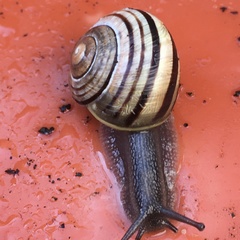 Cepaea hortensis
