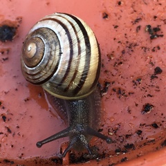 Cepaea hortensis