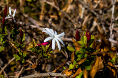 Jasminum multipartitum