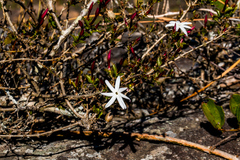 Jasminum multipartitum