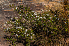Jasminum multipartitum