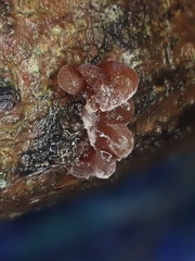 Phaeotremella fimbriata