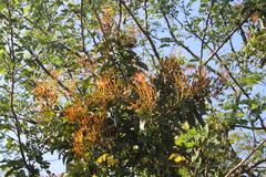 Psittacanthus schiedeanus