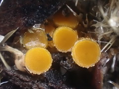 Byssonectria fusispora