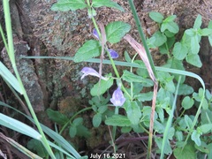 Scutellaria strigillosa