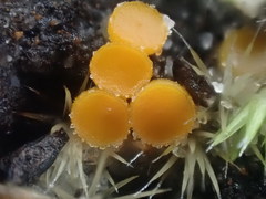 Byssonectria fusispora