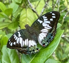 Euthalia adonia pinwilli