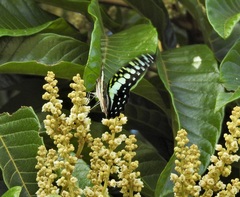 Graphium macfarlanei
