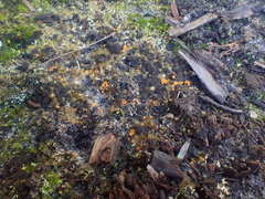 Byssonectria fusispora