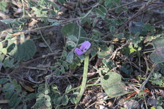 Tephrosia cinerea