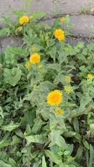 Pentanema britannica
