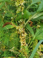 Cuscuta europaea
