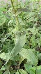 Pentanema britannica