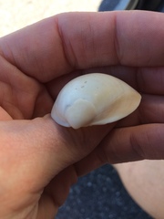 Laevicardium serratum