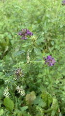 Medicago sativa