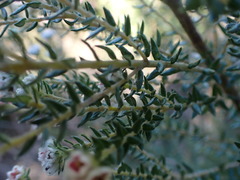 Trichocephalus stipularis