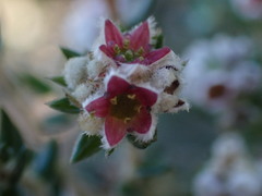 Trichocephalus stipularis