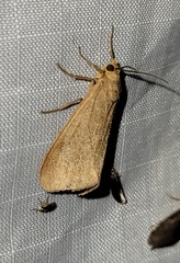Virbia opella