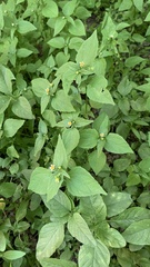 Galinsoga parviflora