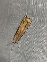 Thopeutis forbesellus