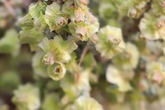 Maireana pyramidata