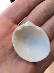 Laevicardium serratum