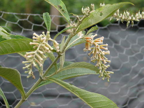 Buddleja paniculata