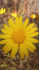 Ursinia discolor