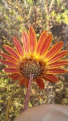 Ursinia discolor