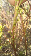 Ursinia discolor