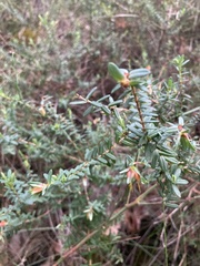 Darwinia citriodora