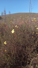Ursinia discolor
