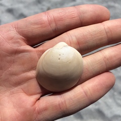 Laevicardium serratum