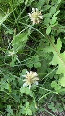 Trifolium repens